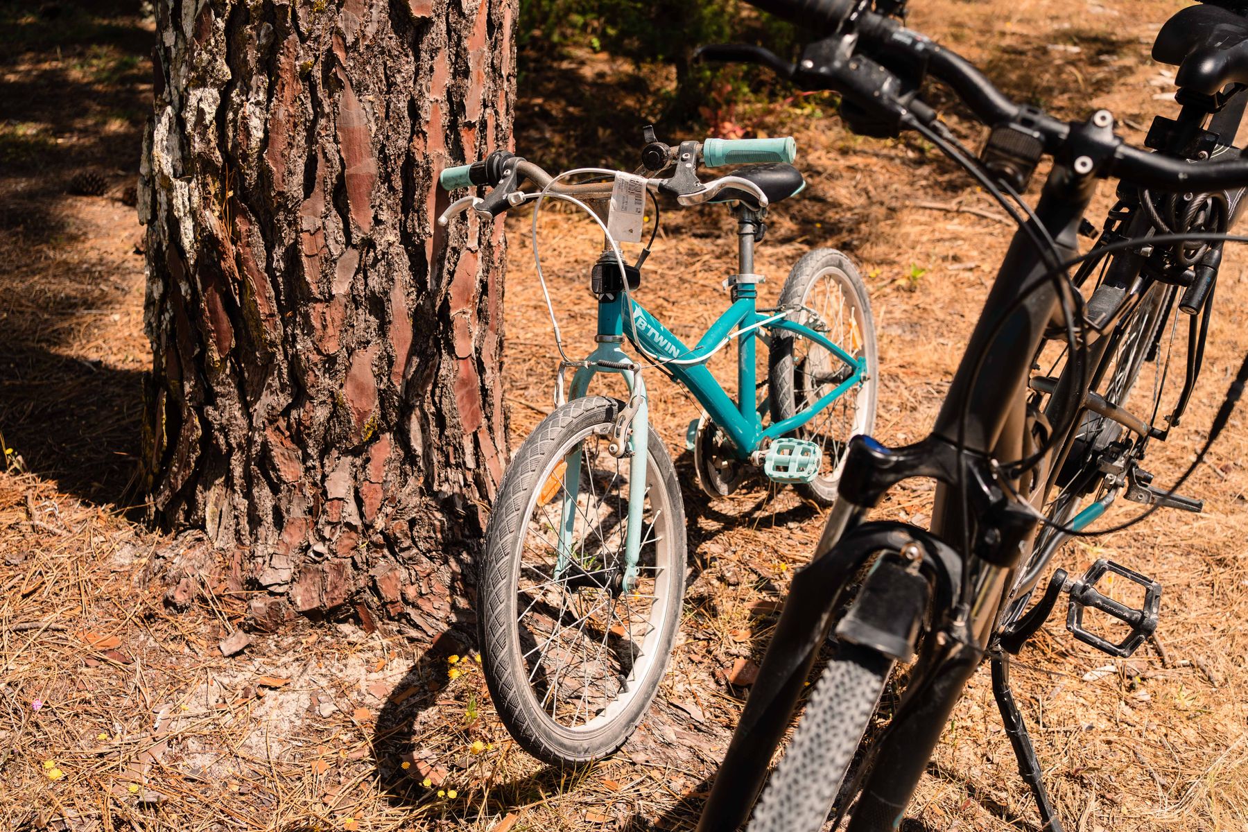 Bicicletas encostadas a um pinheiro no jardim